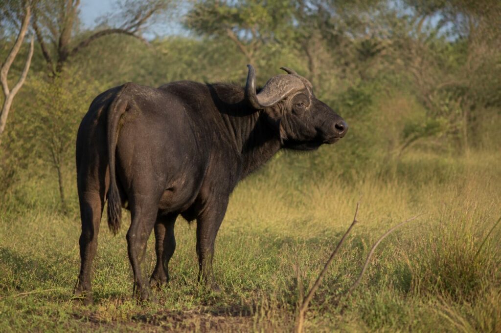 Sguardo allʼindietro dallʼerba — Bufalo africano