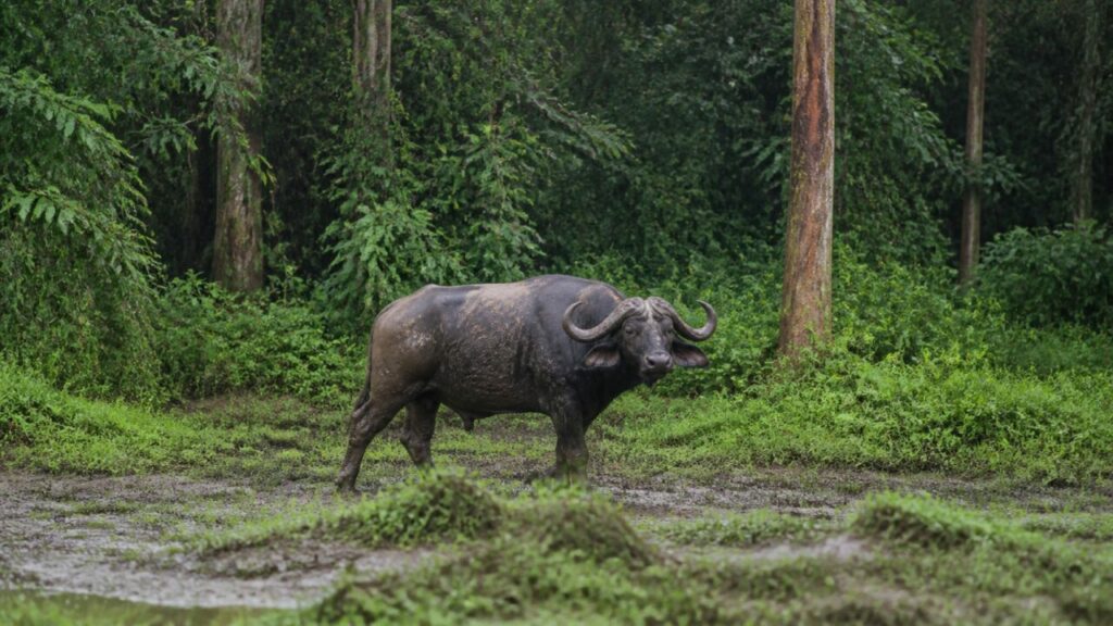 Un bufalo solitario attraversa la radura bagnata — Bufalo africano