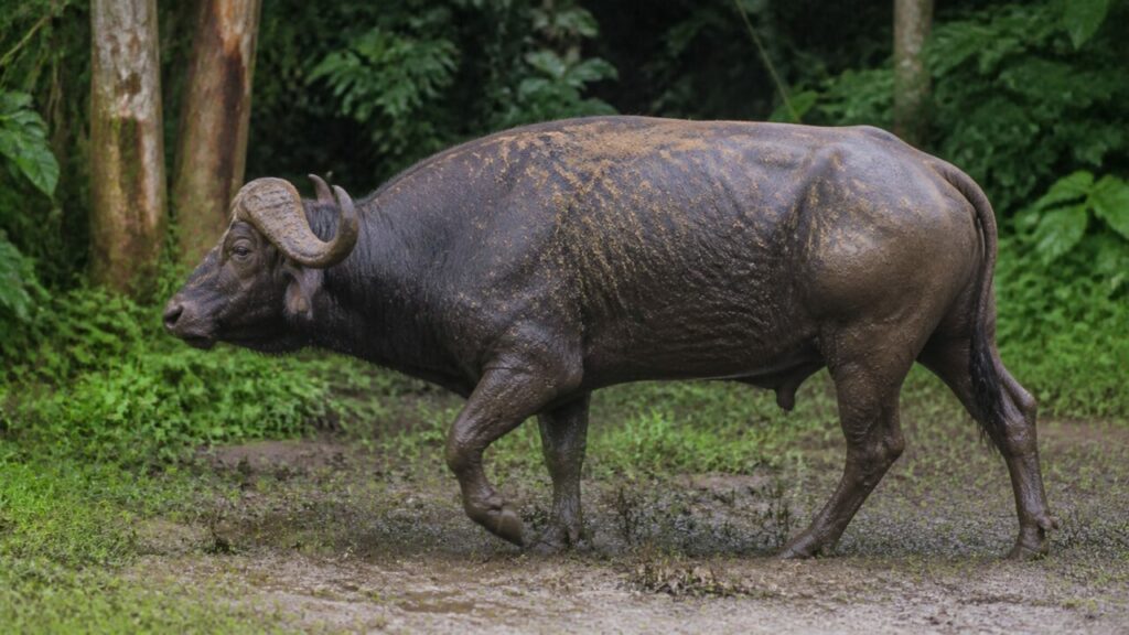 Zoccoli nel fango mentre il bufalo costeggia la vegetazione — Bufalo africano