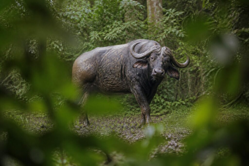 Infangato e quasi nascosto, il bufalo osserva dal folto — Bufalo africano