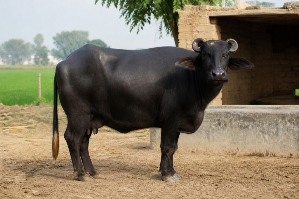 Buffle d’eau Murrah adulte dans une ferme irriguée de l’Haryana, Inde