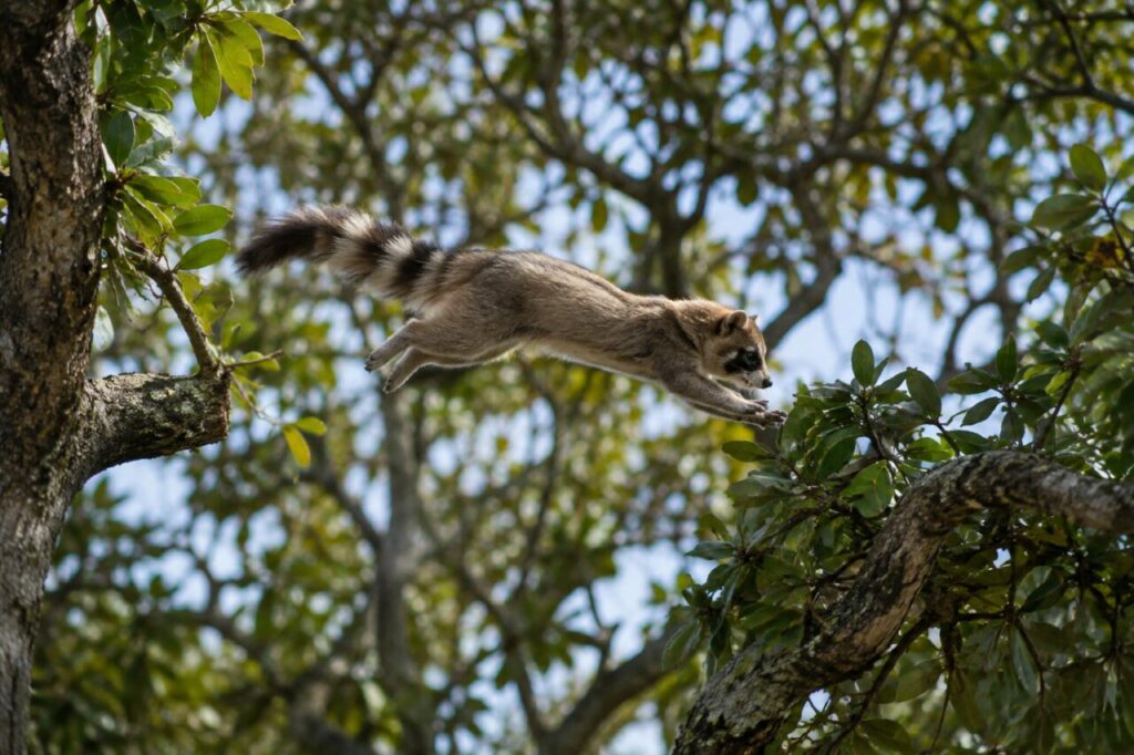 Cacomistle des forêts mexicaines — crossing a leafy canopy gap