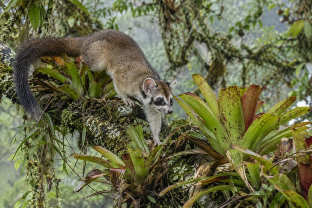 Cacomistle des forêts mexicaines — moving among cloud-forest bromeliads