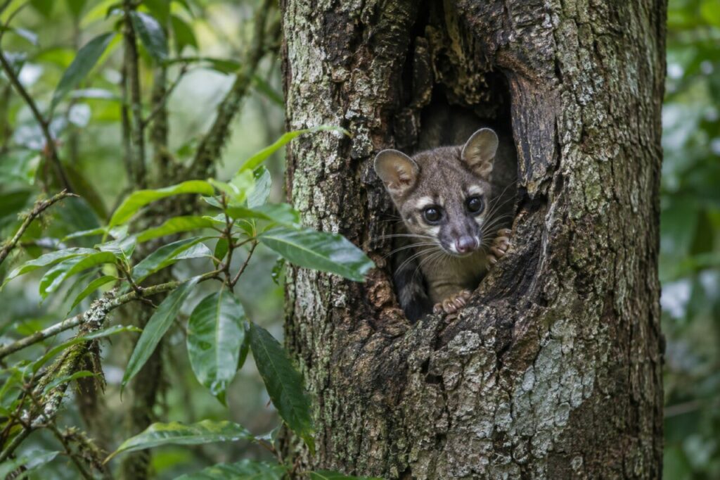 Cacomistle des forêts mexicaines — watching from a hollow tree