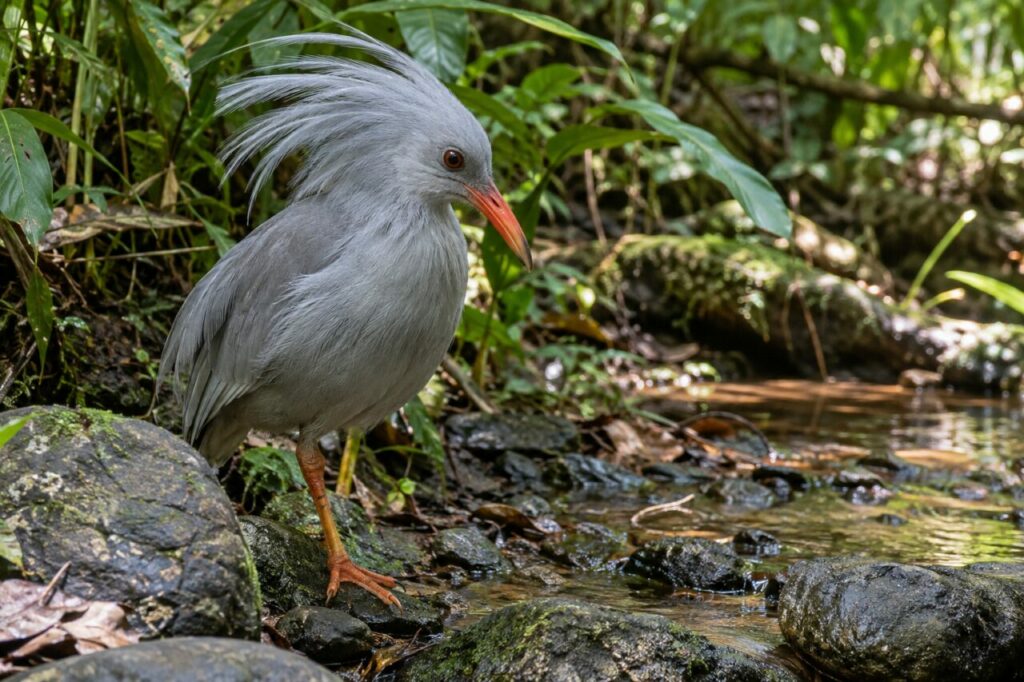 Kagu auf dem feuchten Waldboden Neukaledoniens