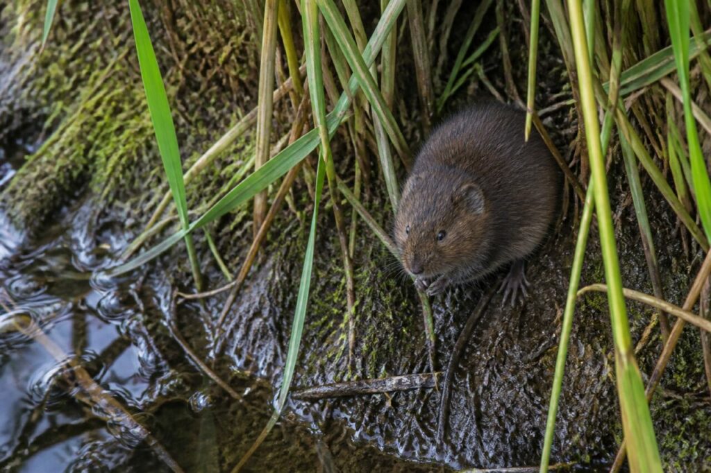 Rata de agua adulta ante la entrada de su madriguera en una orilla de arroyo