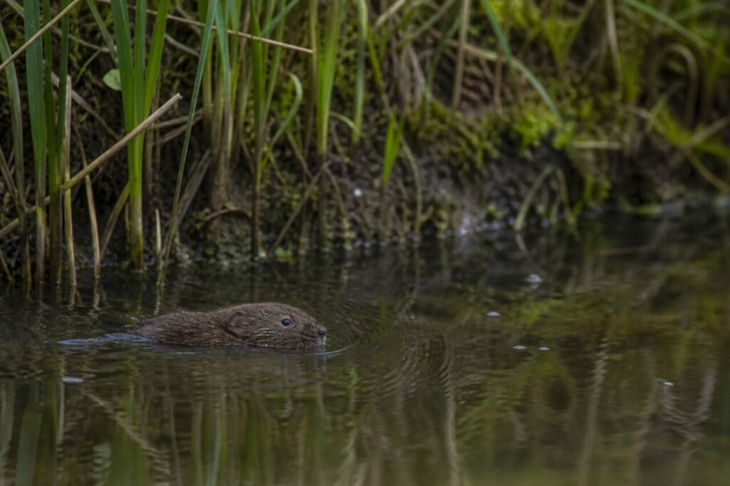 Rata de agua adulta nadando sola junto a una orilla de carrizal