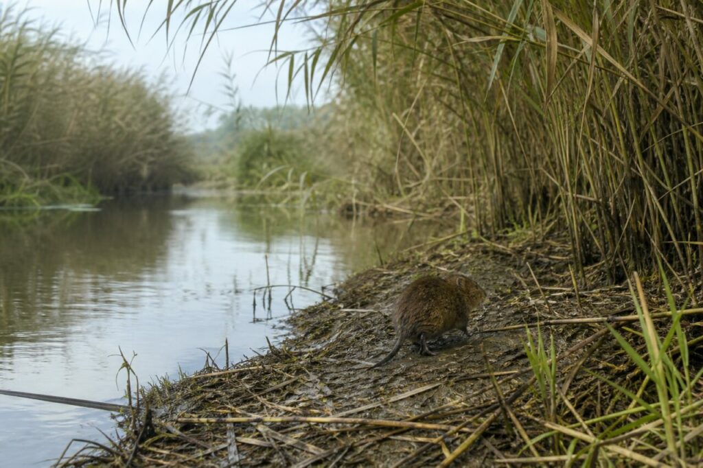 Campagnol amphibie adulte seul en quête de nourriture dans une roselière au crépuscule