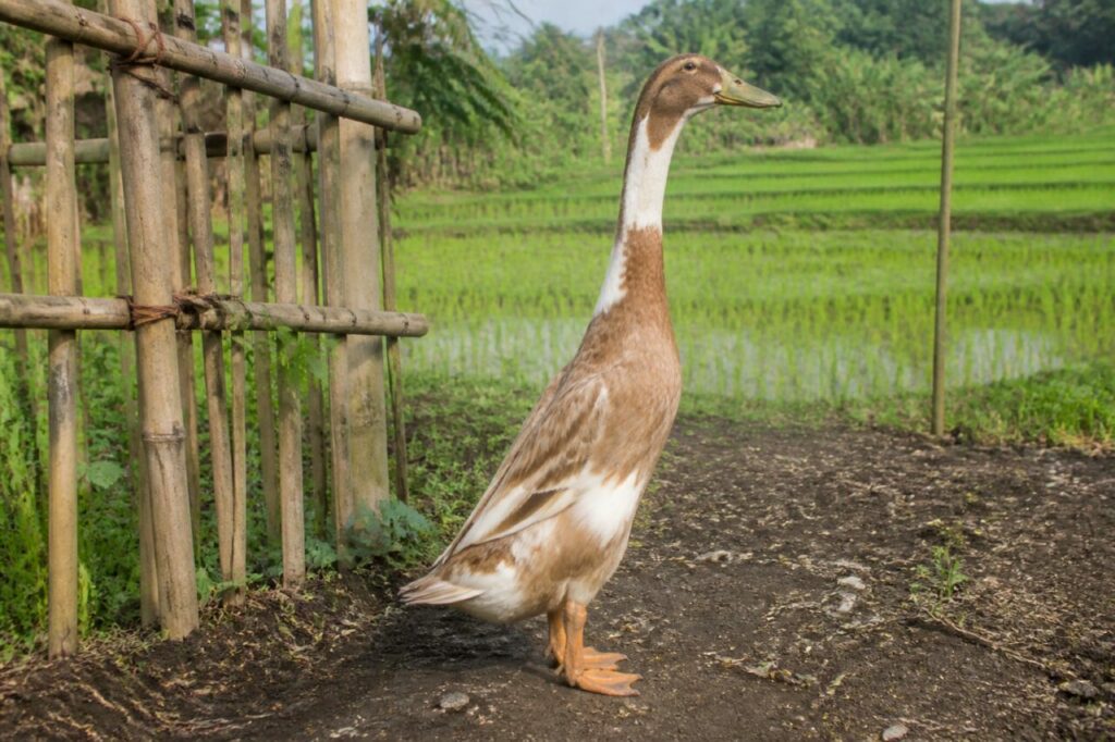 Canard coureur indien adulte dans une ferme de Java, Indonésie