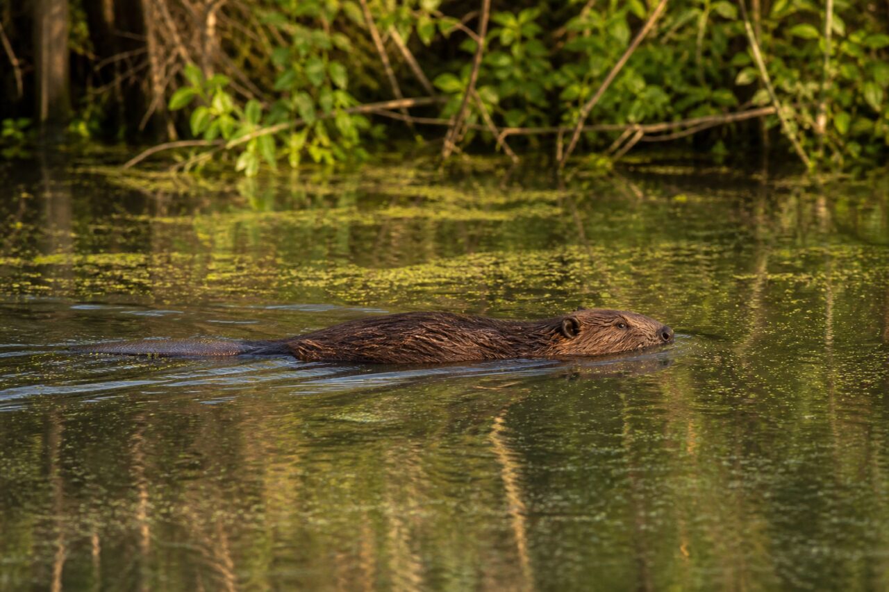 Castoro eurasiatico attraversa un ramo morto coperto di lenticchia d’acqua