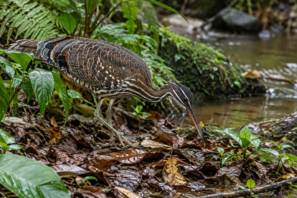 Sonnenralle — foraging among wet leaves