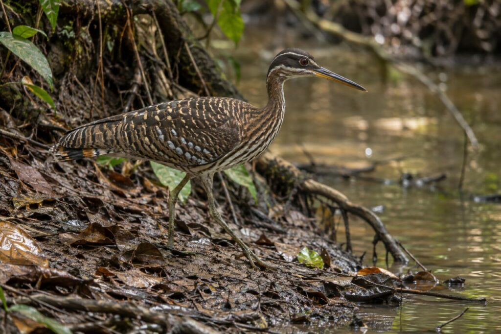 Sonnenralle — walking along a muddy bank