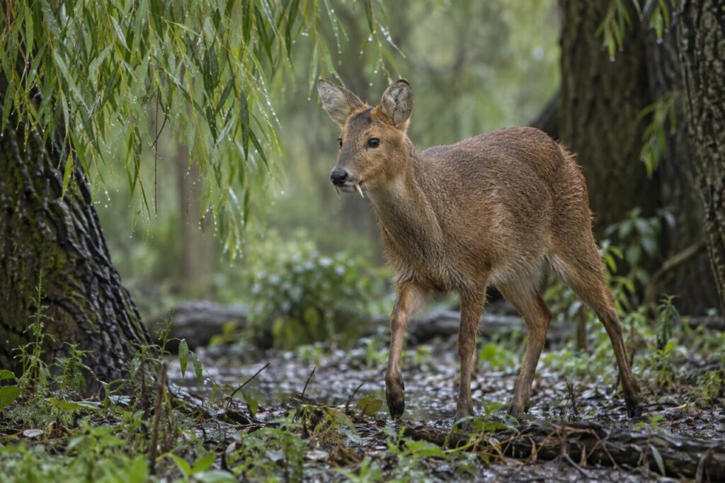 Sous les saules humides, le cerf d’eau chinois reste dans le sous-bois verdoyant