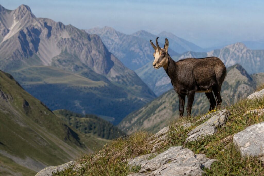 Chamois des Alpes sur une arête rocheuse au-dessus d’une vallée alpine