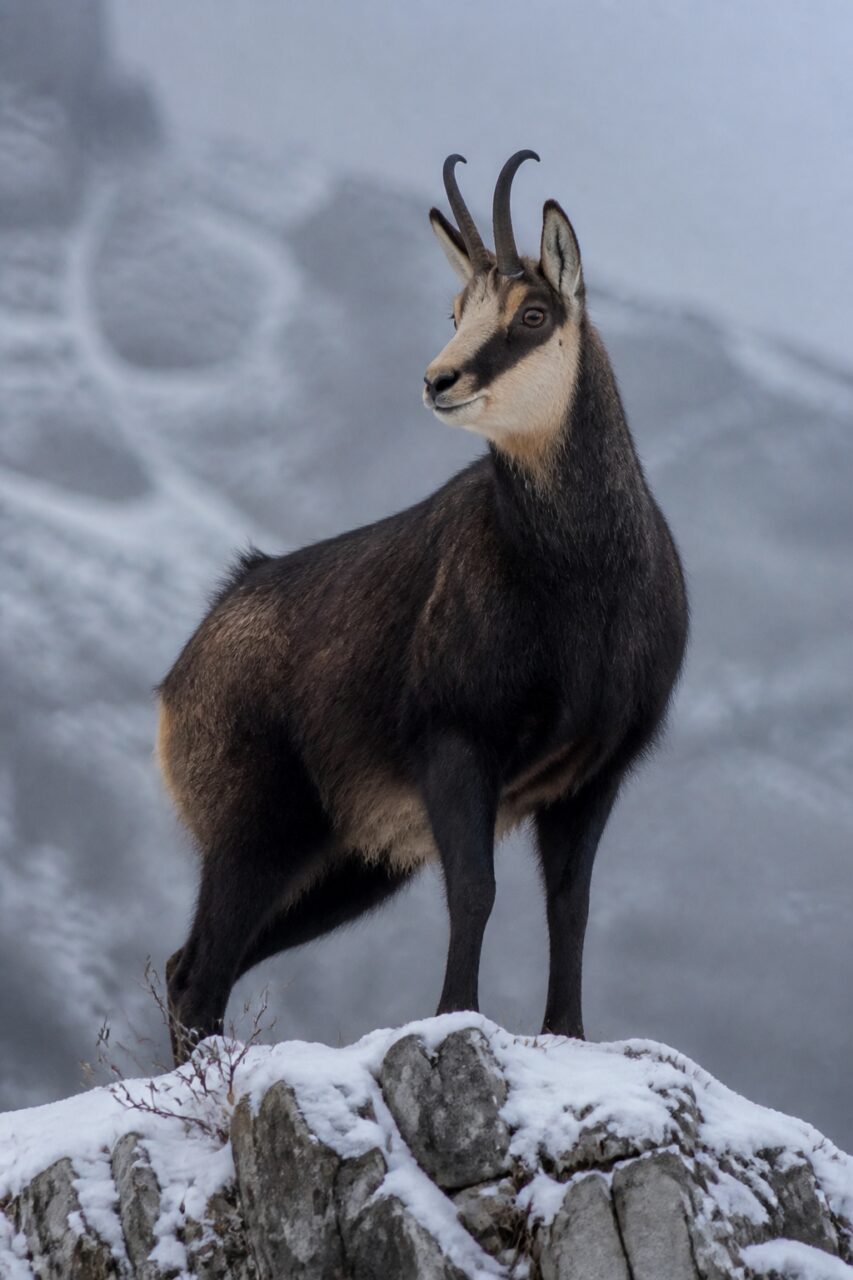 Chamois des Alpes debout sur un éperon rocheux couvert de neige