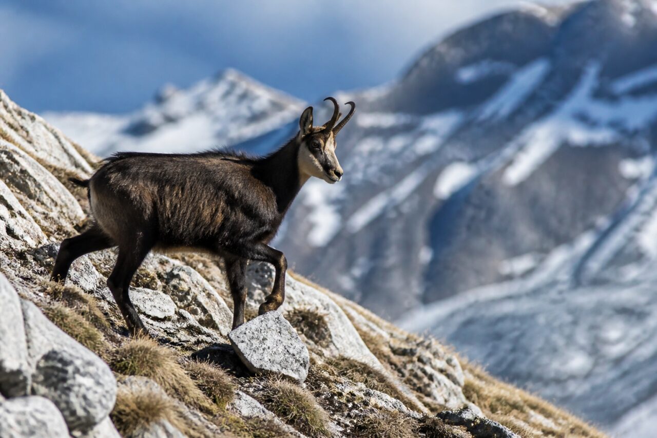 Chamois des Alpes en mouvement sur une pente rocheuse face aux sommets enneigés