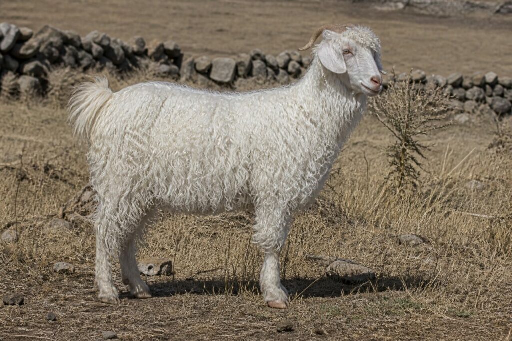 Chèvre angora adulte dans une ferme des environs d’Ankara, Turquie