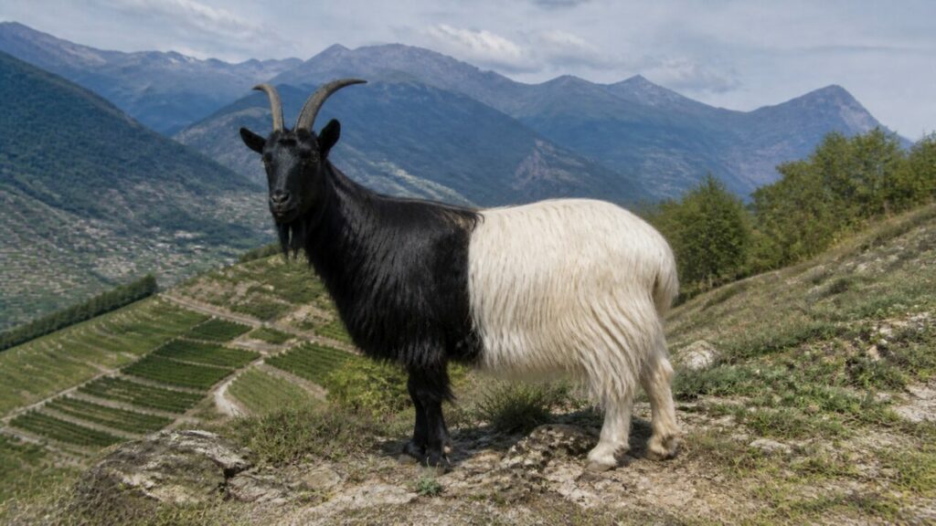 Capra bicolore ferma sul pendio roccioso — Capra Vallesana dal collo nero