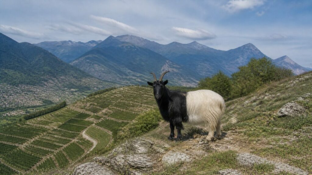 Capra isolata sul pendio che domina i terrazzamenti della valle — Capra Vallesana dal collo nero