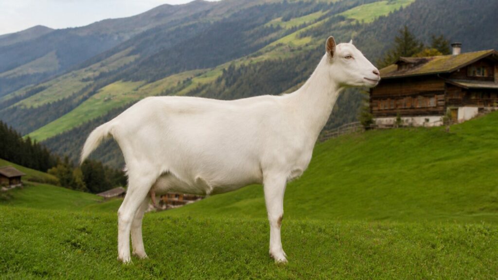 Chalet de bois derrière la chèvre blanche — Chèvre domestique blanche