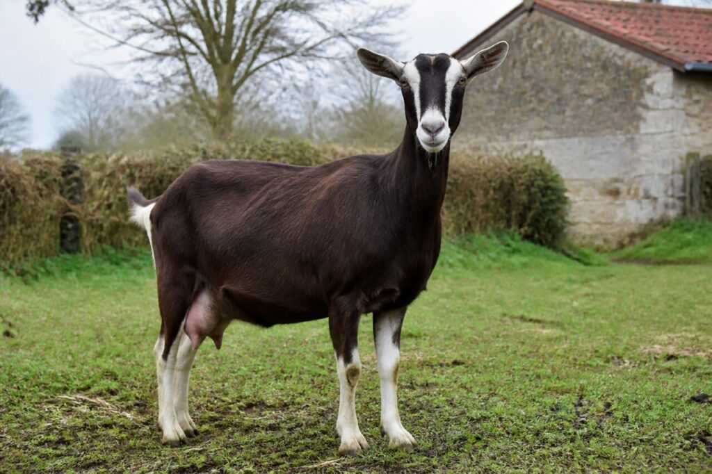 Chèvre Poitevine adulte dans une ferme bocagère du Poitou, France