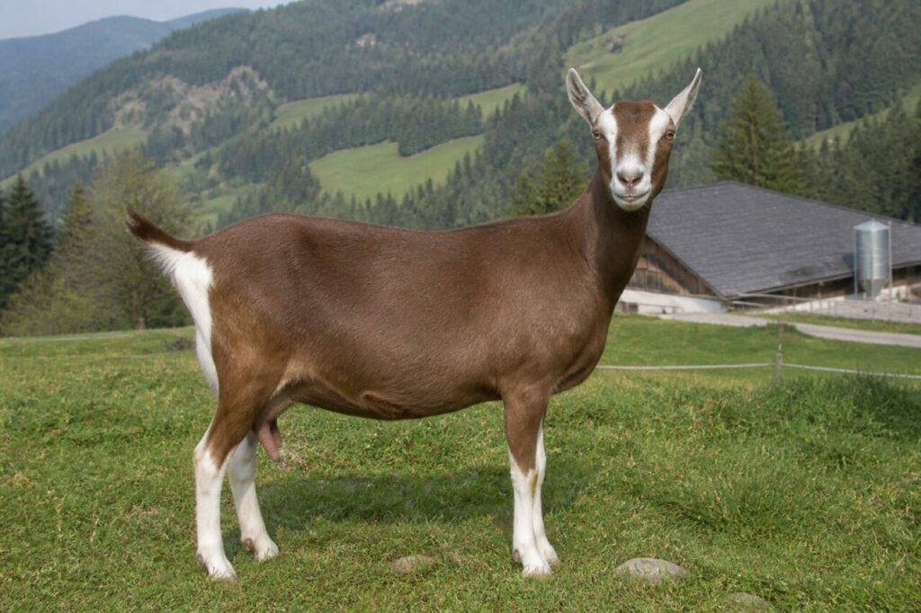 Chèvre Toggenburg adulte dans un pré du Toggenburg, Suisse