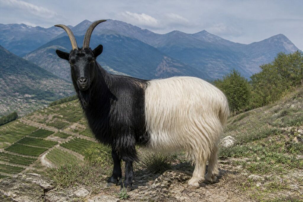 Chèvre Valais Blackneck adulte dans un alpage du Valais, Suisse