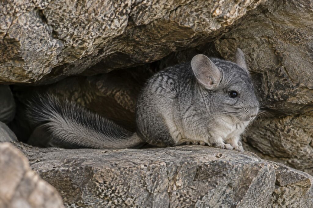 Chinchilla des Andes — resting in a sheltered stone crevice