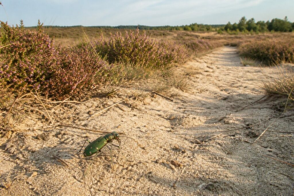 Cicindela verde al margine della brughiera sabbiosa aperta