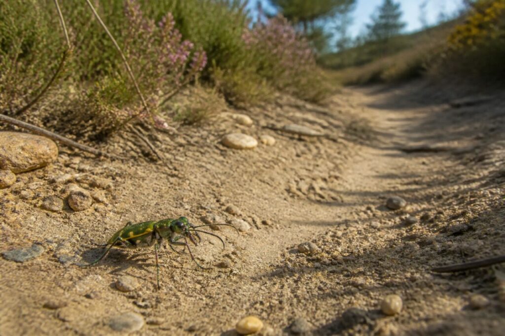 Cicindela verde su un sentiero secco tra le brughiere