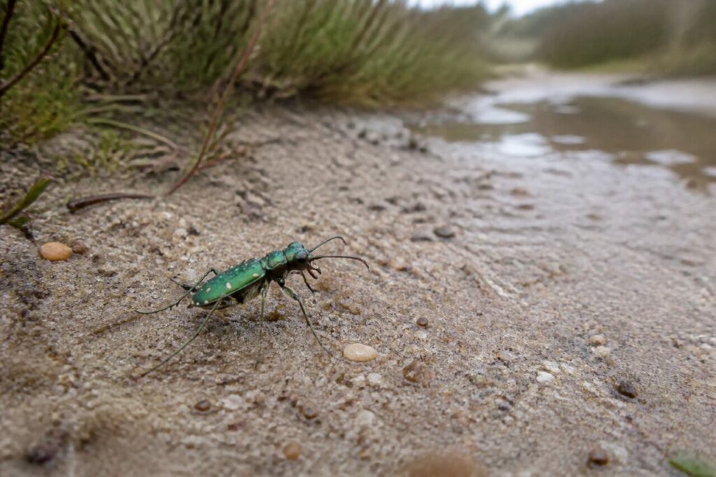 Cicindela verde in corsa sulla sabbia umida