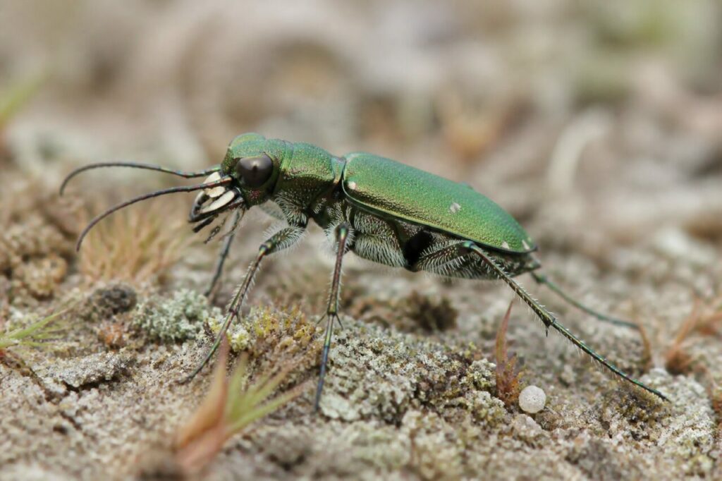 Cicindela verde in dettaglio sul terreno sabbioso con licheni