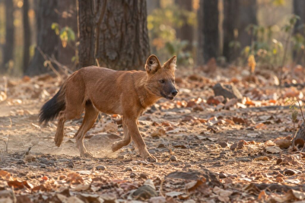 Clairière sèche — dhole d’Asie (Cuon alpinus), traversant les feuilles de sal