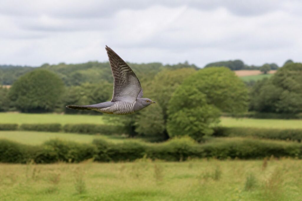 Kuckuck im Flug über der Heckenlandschaft
