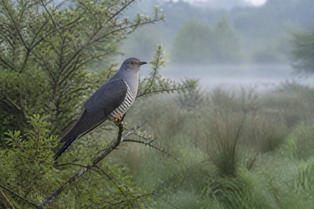 Kuckuck auf einem Ast im Nebel