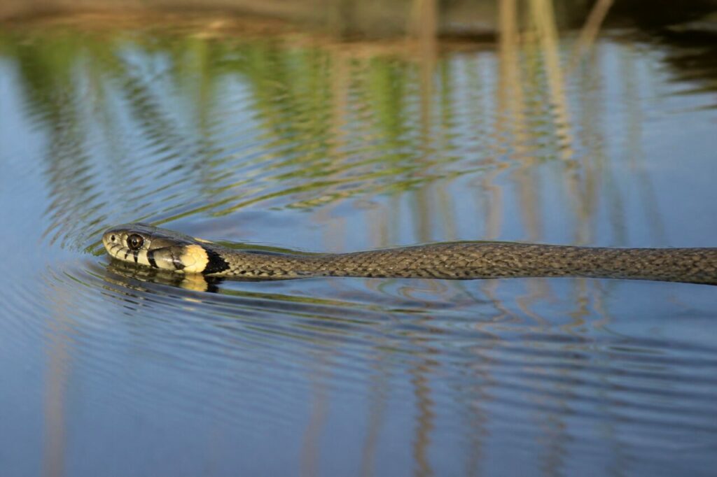 Culebra de collar Natrix natrix nadando sola en la superficie de una charca tranquila