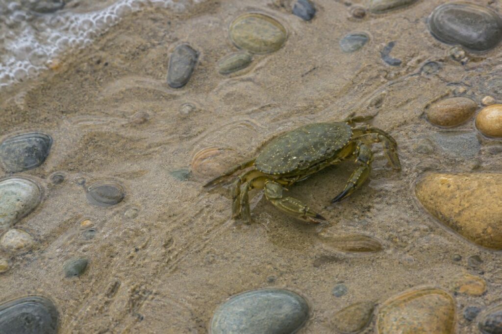 Crabe vert européen adulte se déplaçant sur le sable humide parmi les galets de l’estran