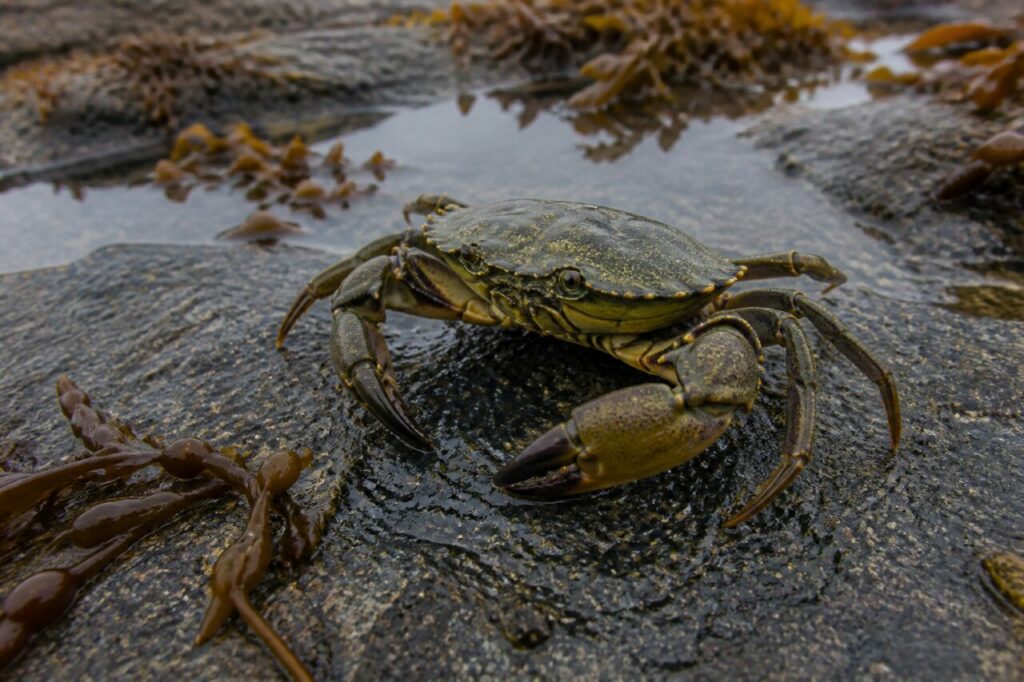 Crabe vert européen adulte en profil sur une dalle granitique mouillée à marée basse