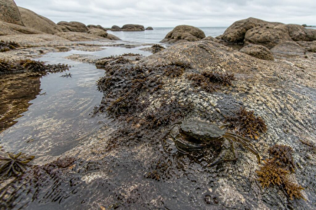 Kleine Europäische Grünkrabbe im Vordergrund einer weiten felsigen Atlantikküste