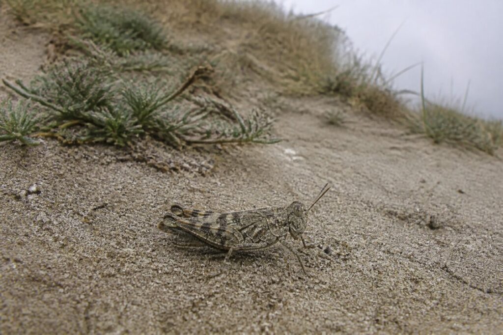 Criquet à ailes bleues camouflé sur la pente d’une dune littorale