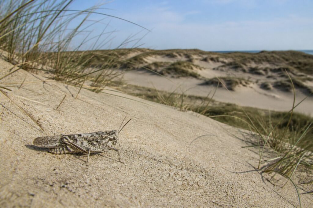 Criquet à ailes bleues sur une dune avec l’horizon marin en arrière-plan