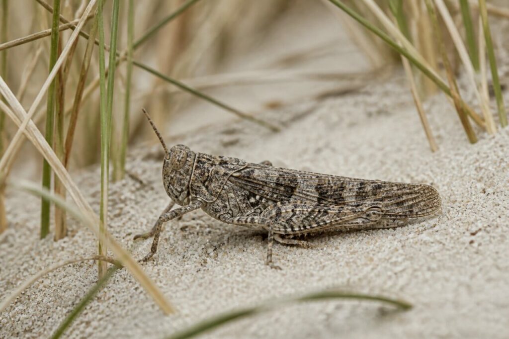 Criquet à ailes bleues sur le sable entre les oyats