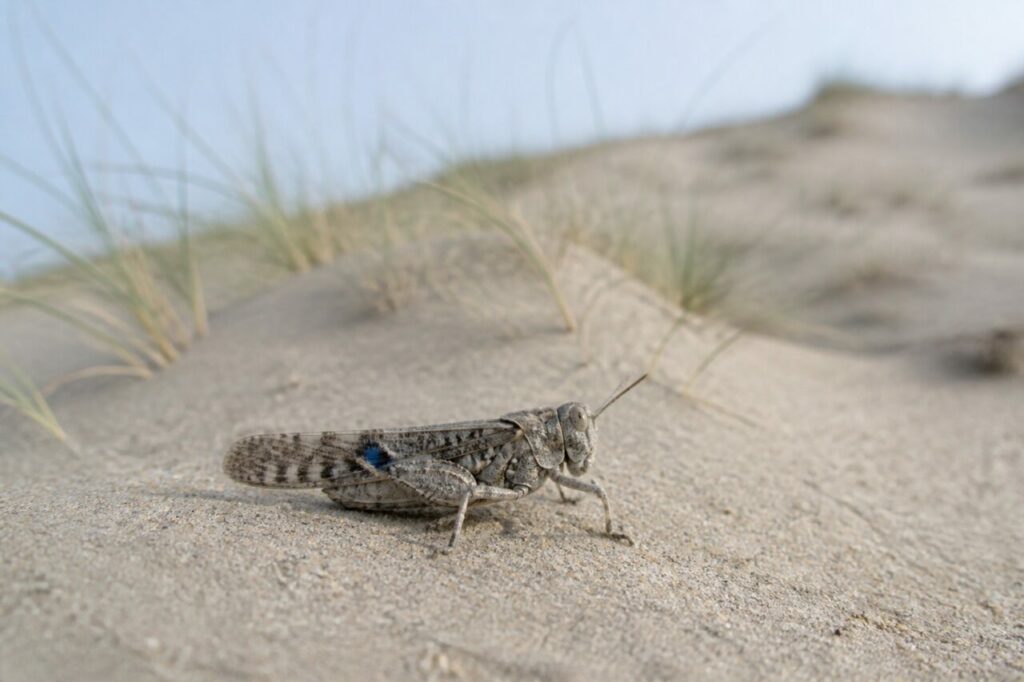 Criquet à ailes bleues posé sur le sable fin d’une dune littorale européenne