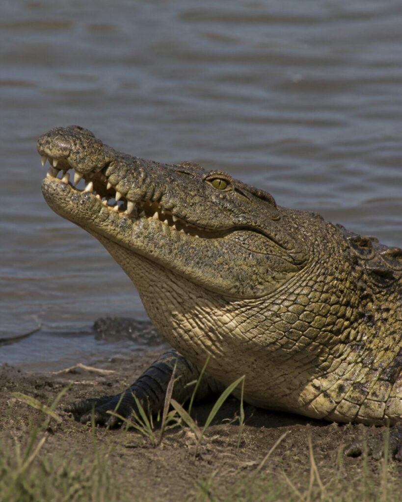 Occhio ambrato sopra denti visibili — Coccodrillo del Nilo