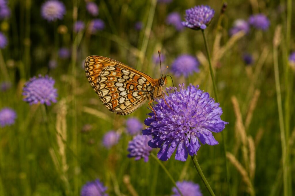 damier della succisa adulto mentre si nutre su un fiore viola