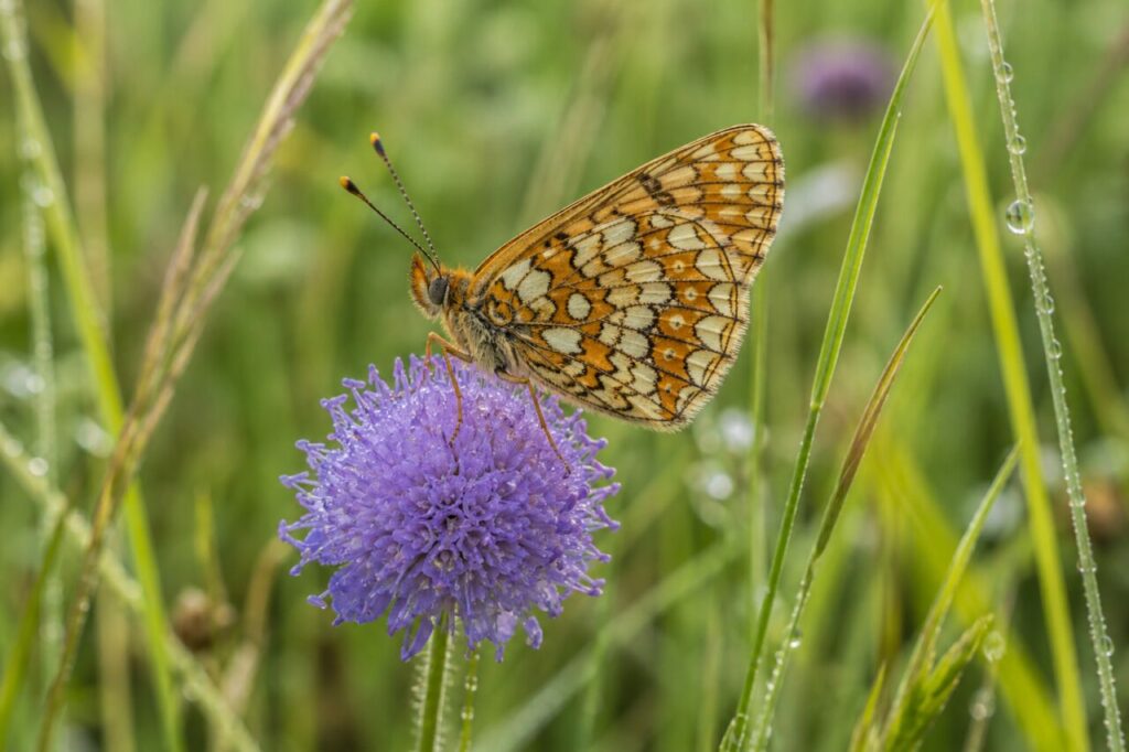 damier della succisa adulto su un fiore viola coperto di rugiada