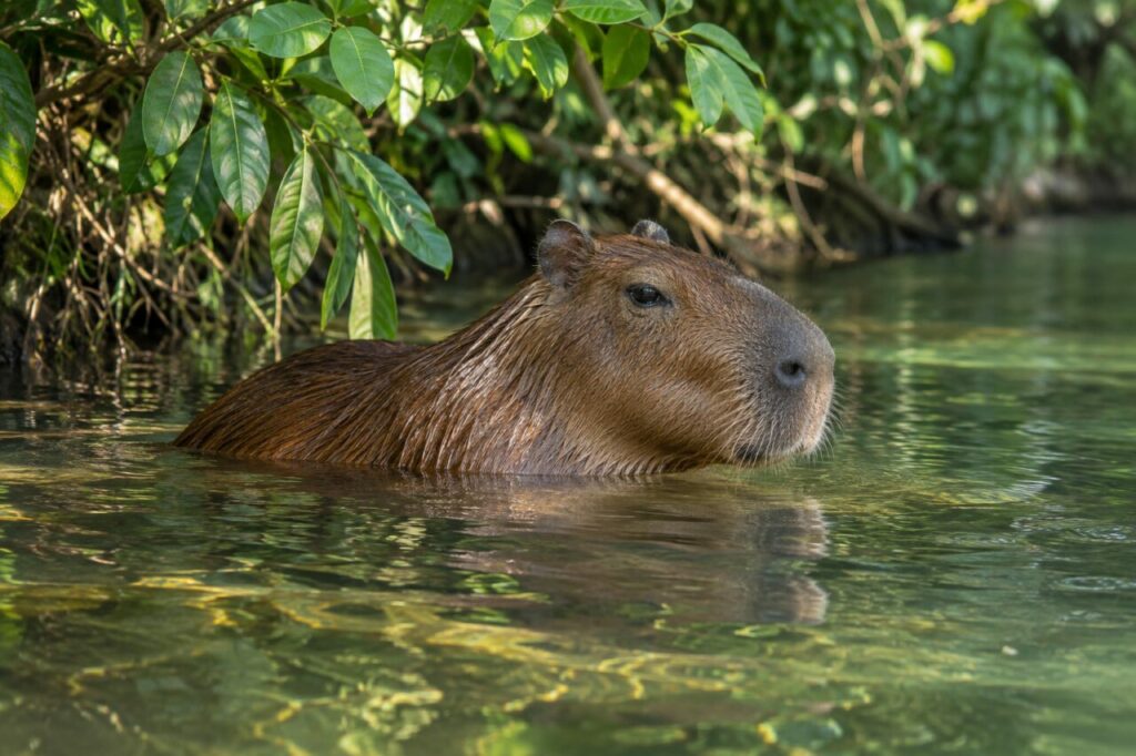 Dans l’eau claire — capybara (Hydrochoerus hydrochaeris) à demi immergé dans une rivière tropicale