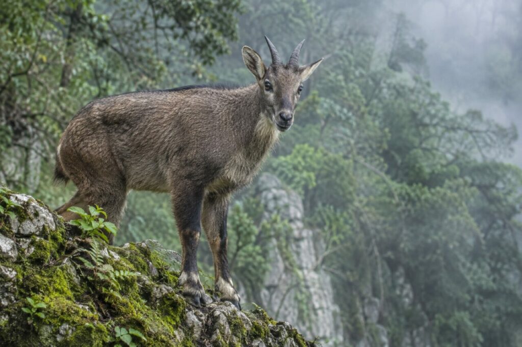Dans la brume, goral de Chine sur une corniche moussue