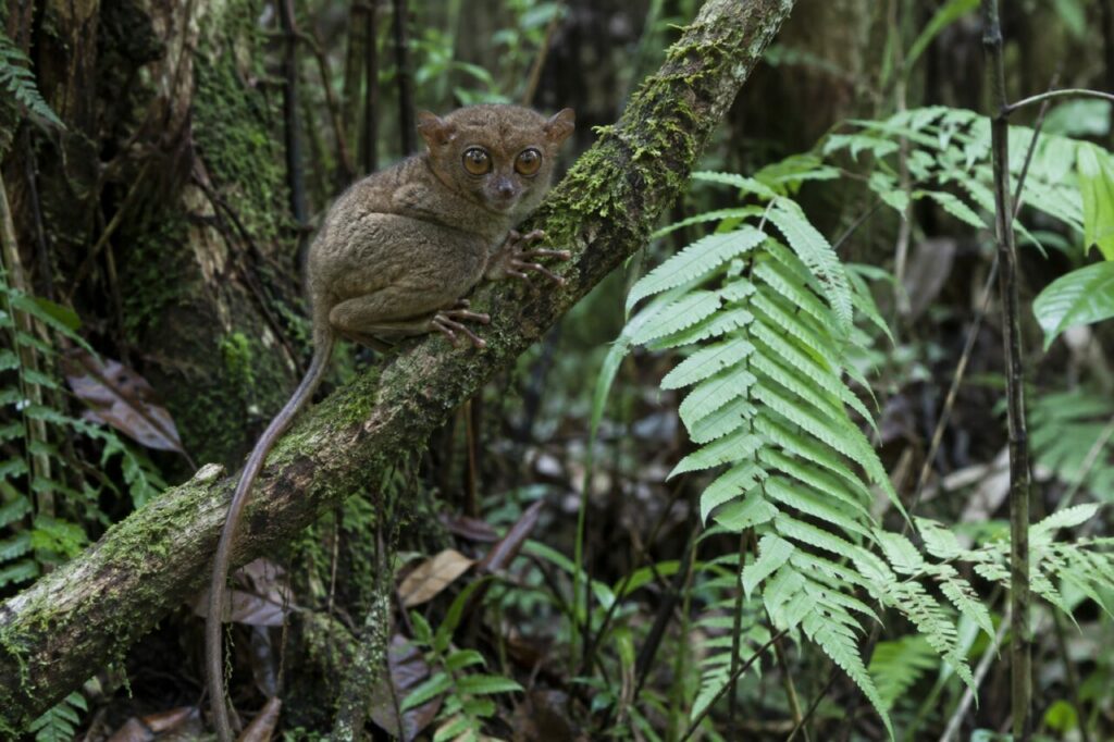 Dans le feuillage humide, tarsier des Philippines sur une branche fine (Carlito syrichta)