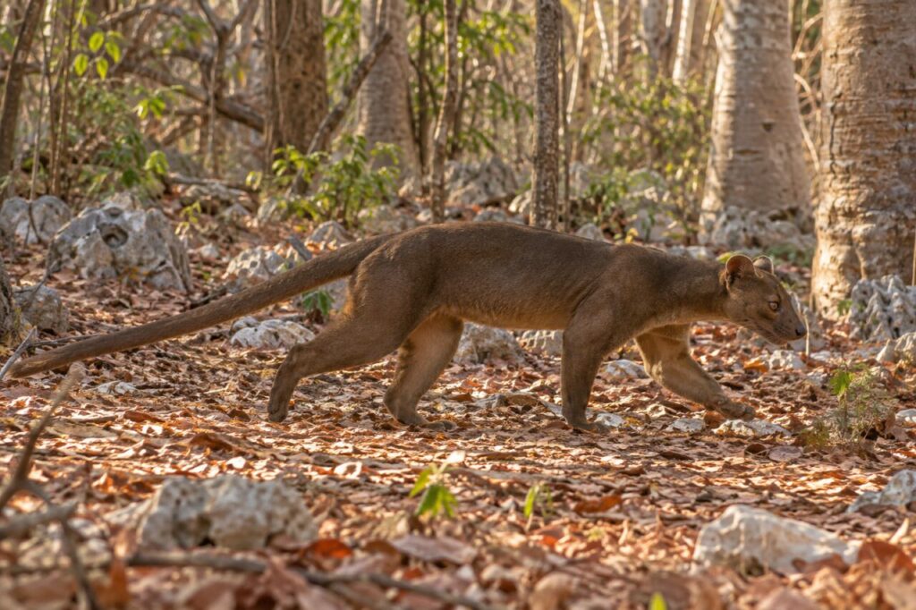 Dans le sous-bois sec, fossa (Cryptoprocta ferox) entre les rochers calcaires malgaches